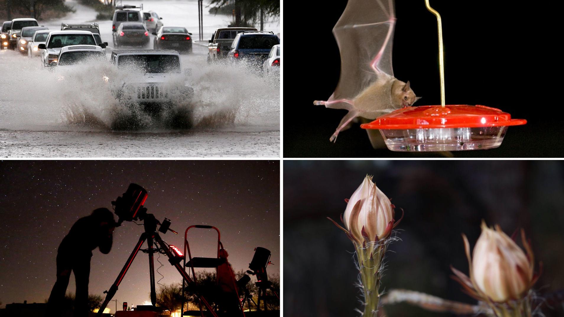 From watching for hungry bats to recording rainfall, locals can help with science